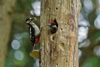 Ein Buntspecht füttert einen Jungvogel, der aus einer Spechthöhle herausschaut.