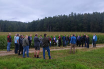 Personen stehen am Rand eines Maisfelds