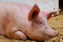 Schwein auf Stroh liegend